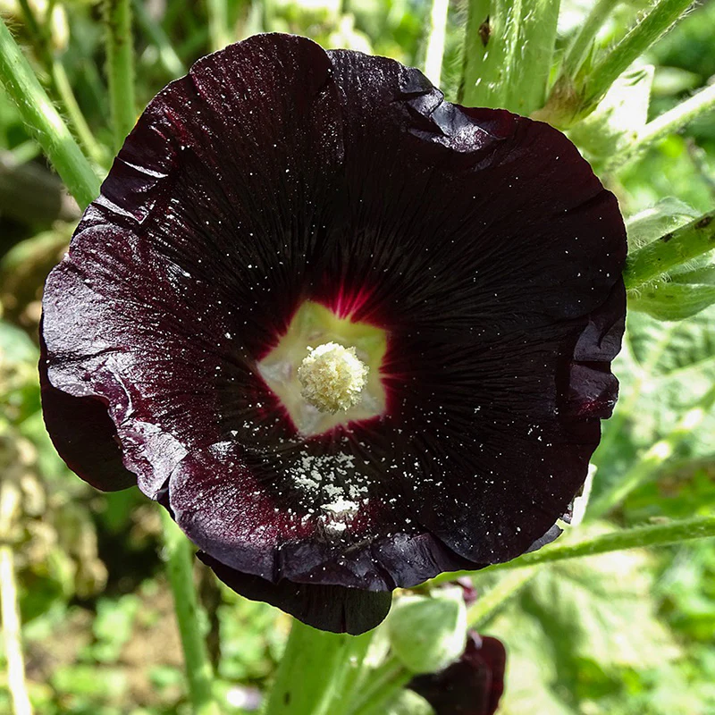 Miniatuur 1