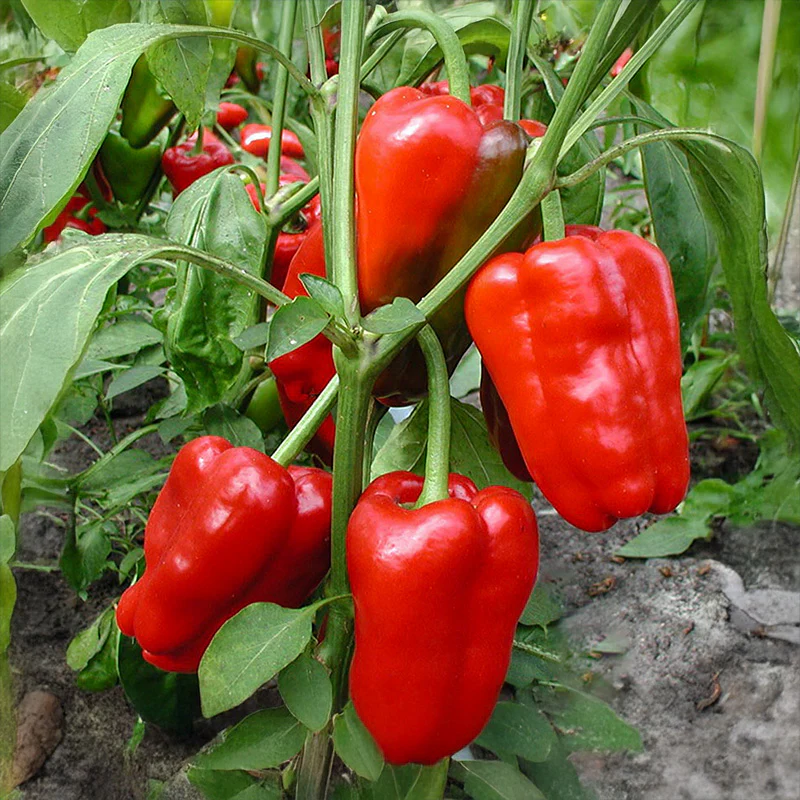 Miniatuur 1