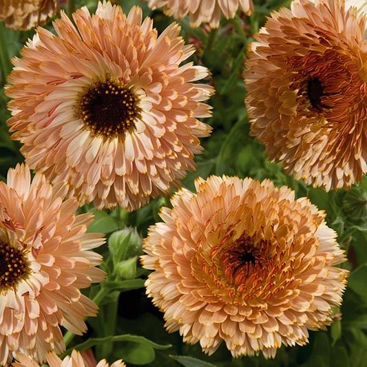 Miniatuur 1