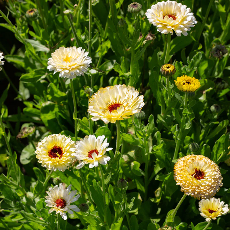 Miniatuur 1