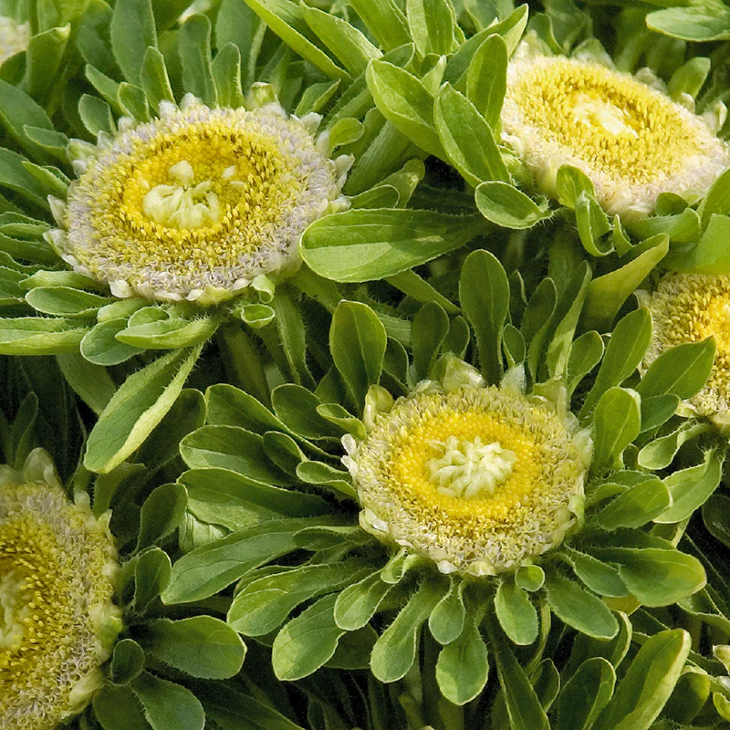 Miniatuur 1