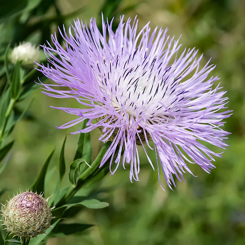 Miniatuur 1