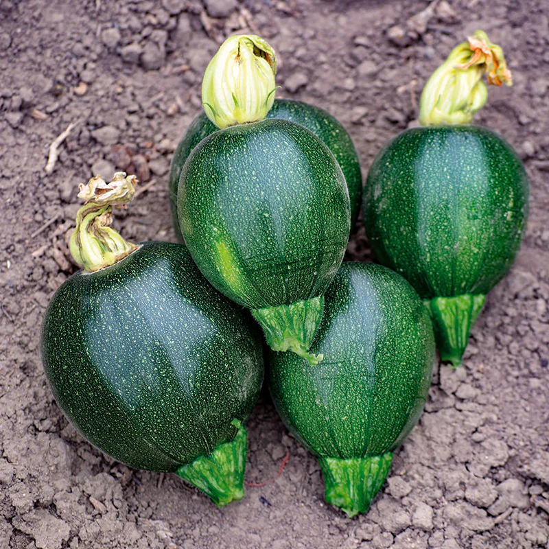 Miniatuur 1