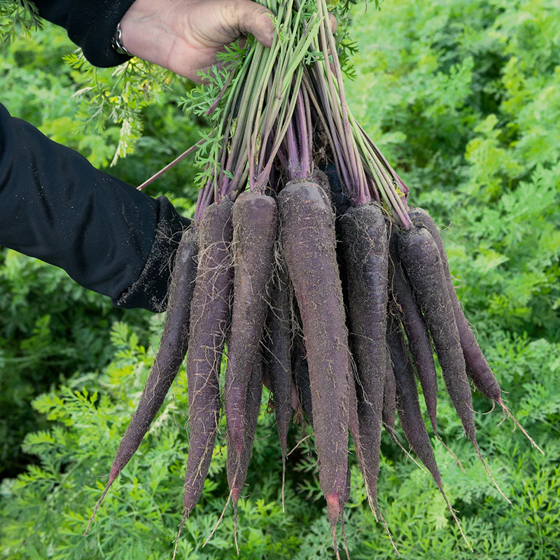 Miniatuur 1
