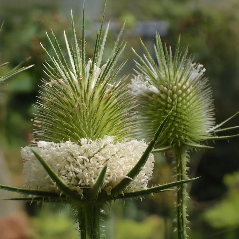 Miniatuur 1
