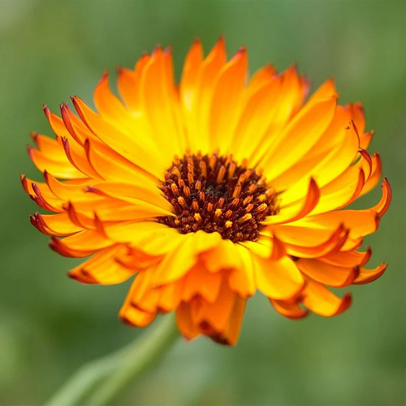 Miniatuur 1