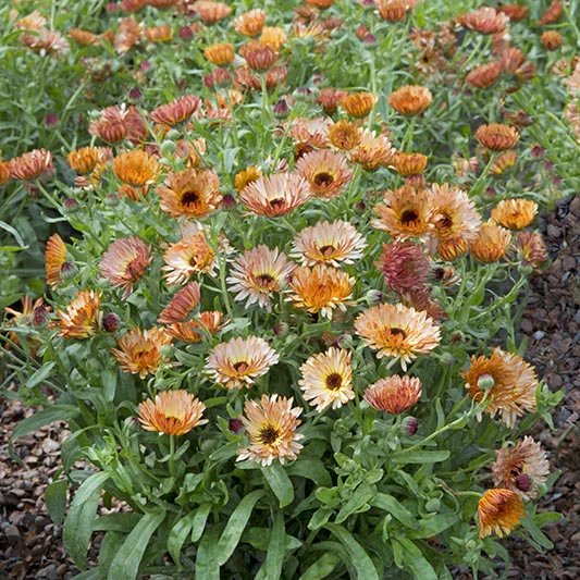 Miniatuur 1