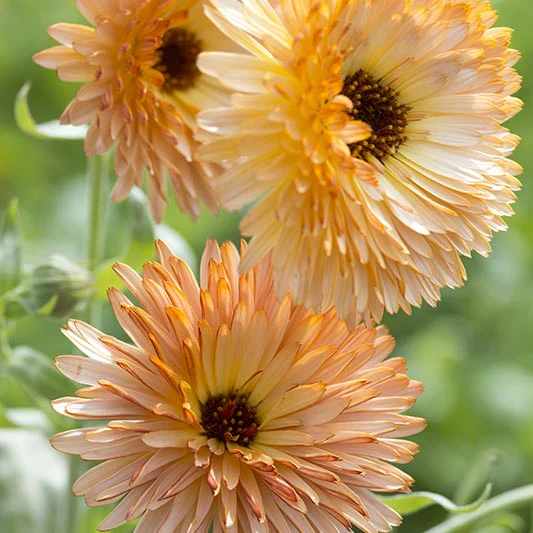 Miniatuur 2
