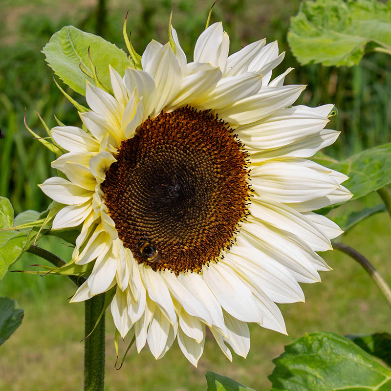 Miniatuur 2