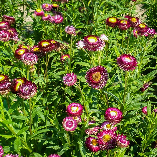 Miniatuur 2