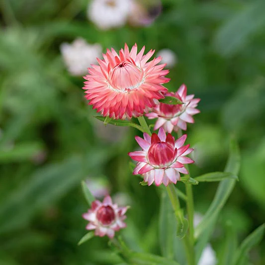 Miniatuur 2