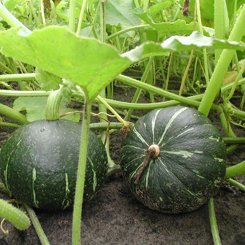 Miniatuur 2