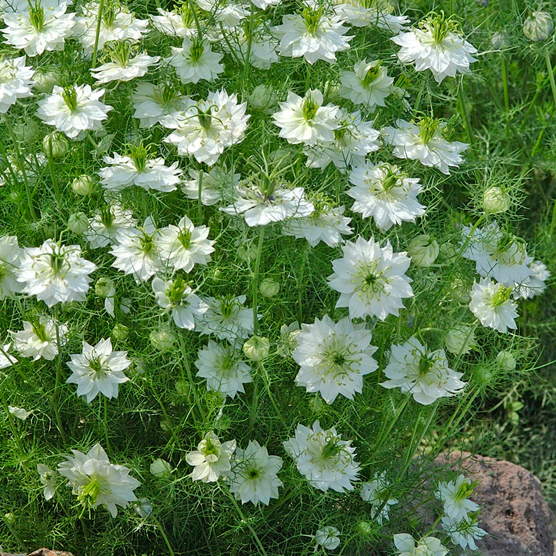 Miniatuur 2