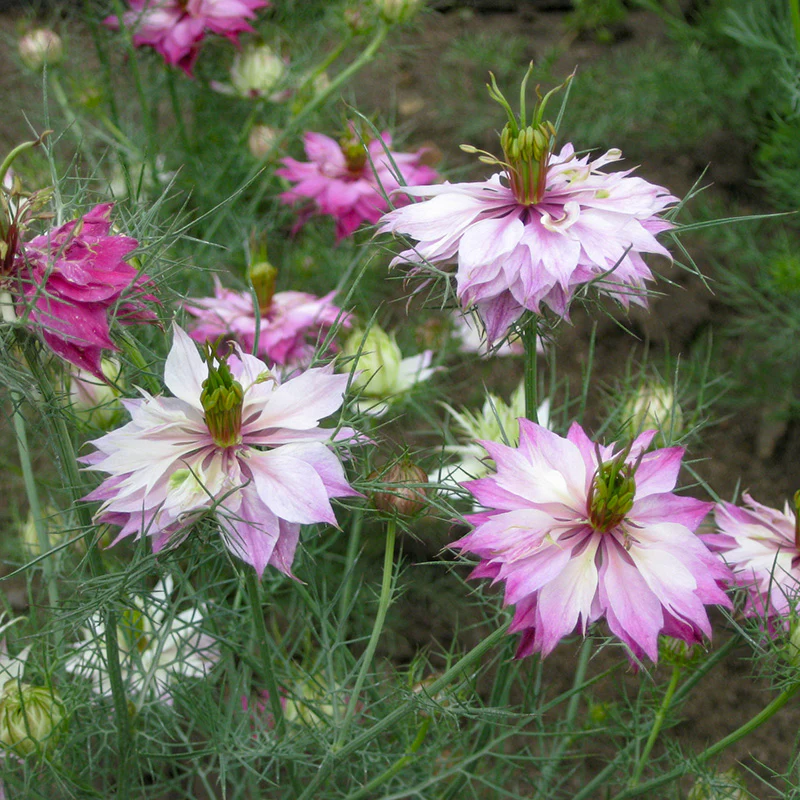 Miniatuur 1