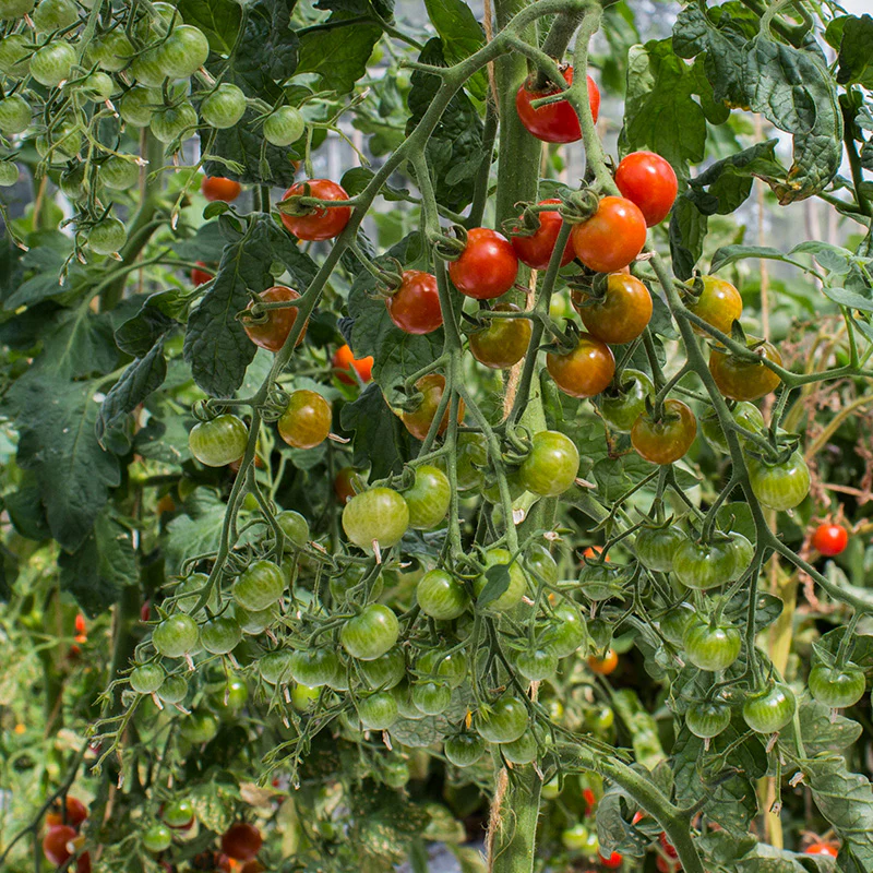 Miniatuur 1