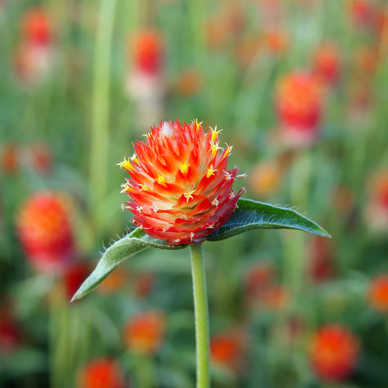 Miniatuur 1