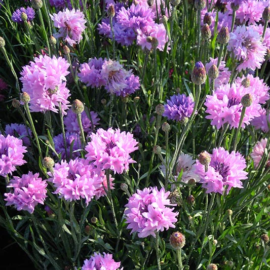 Miniatuur 1