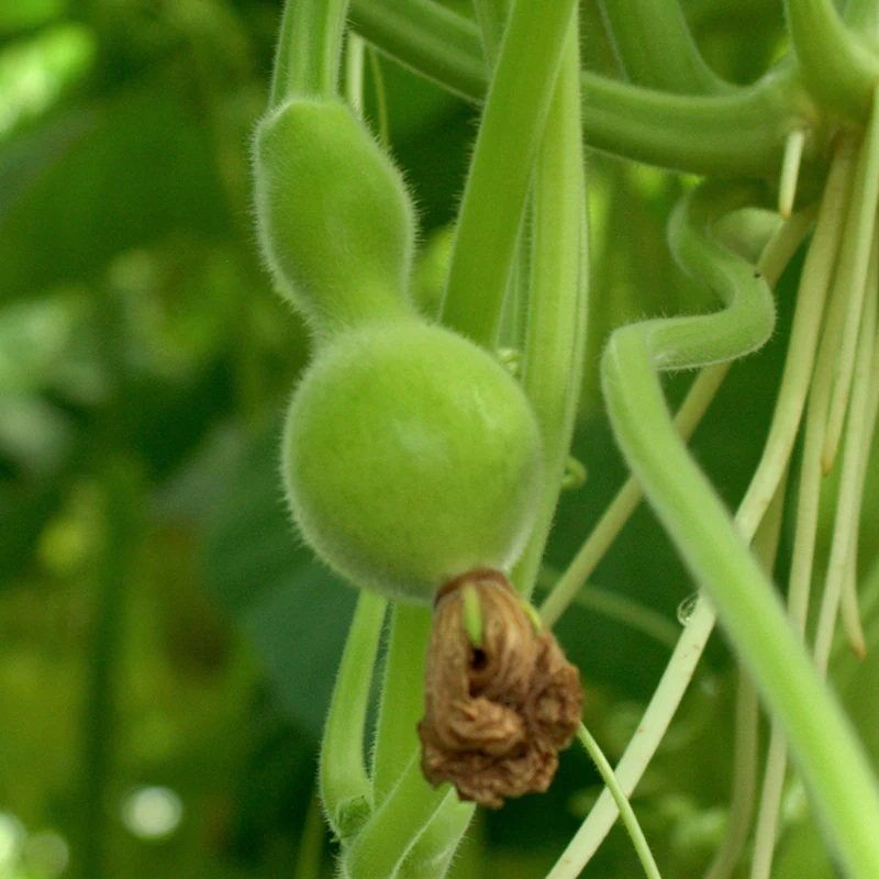 Miniatuur 2