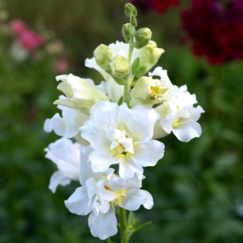 Miniatuur 1