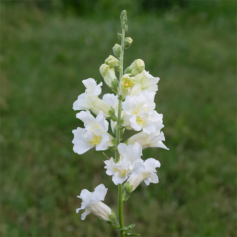Miniatuur 2