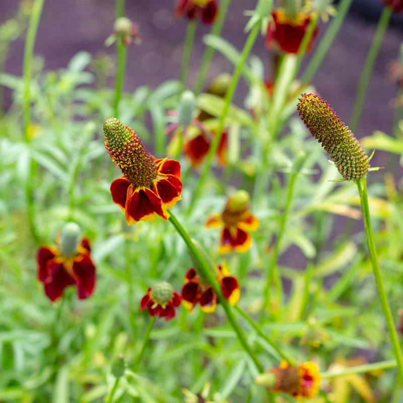 Miniatuur 2