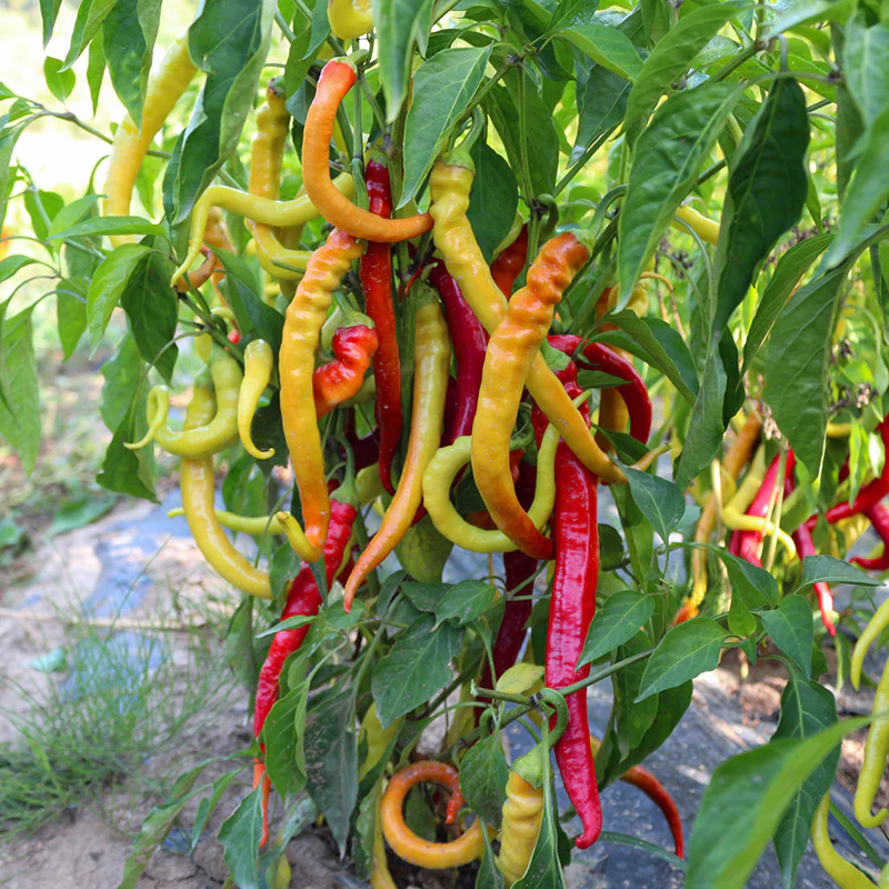 Miniatuur 1