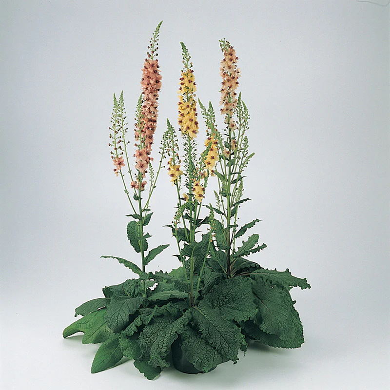 Miniatuur 2