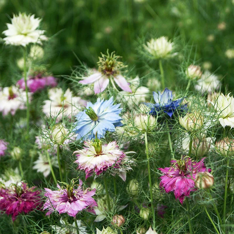 Miniatuur 1