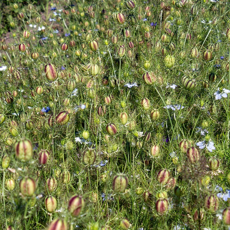 Miniatuur 2