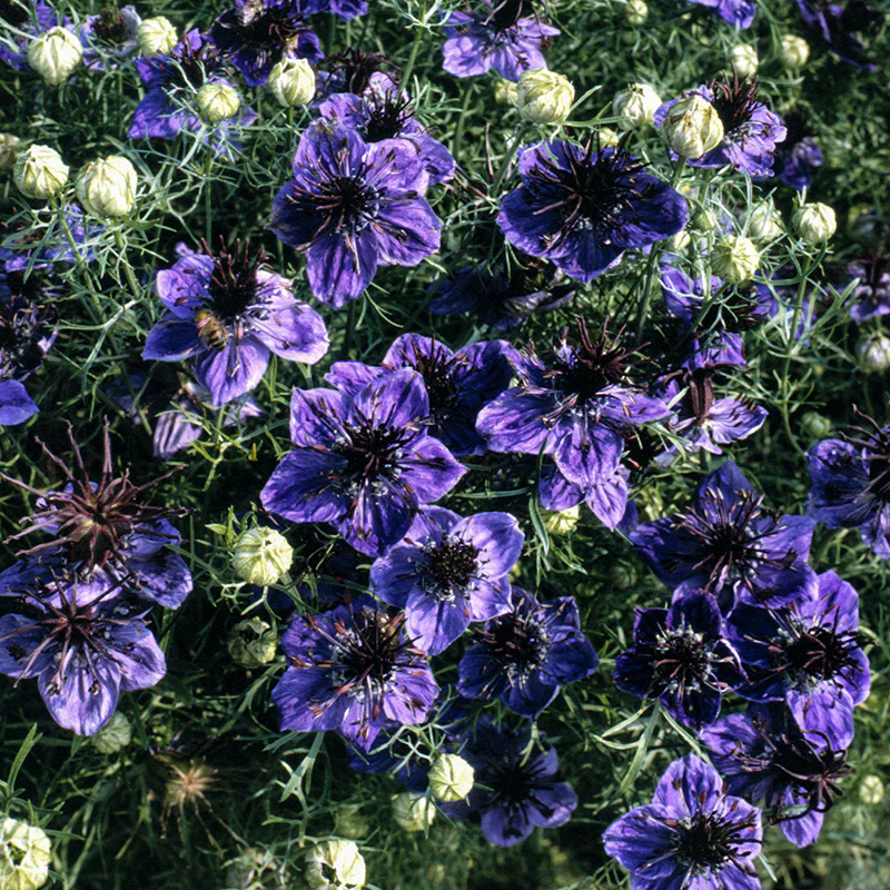 Miniatuur 1