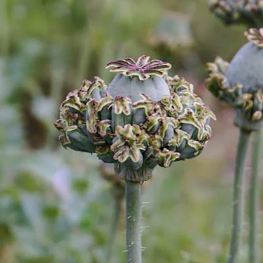 Miniatuur 2