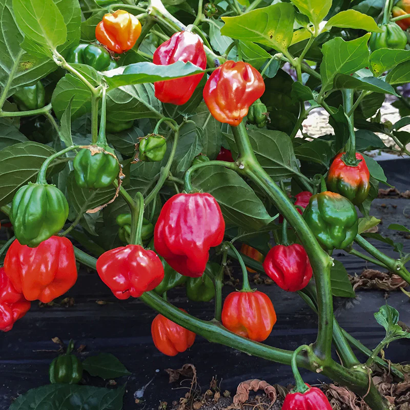 Miniatuur 1