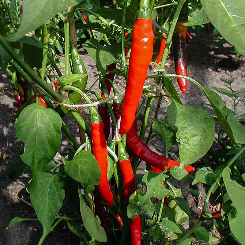 Miniatuur 1