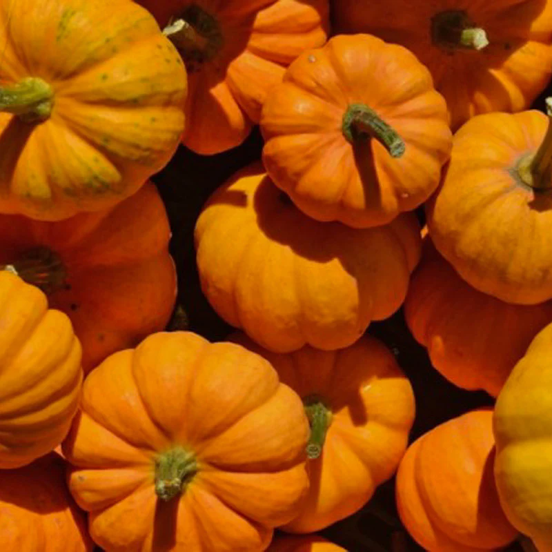 Pompoenen
