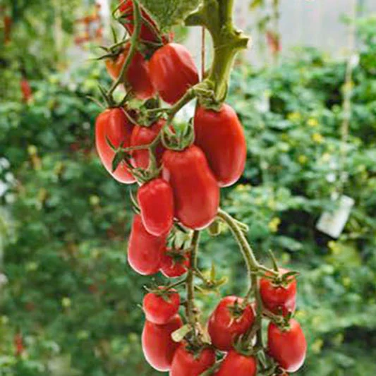 Miniatuur 1