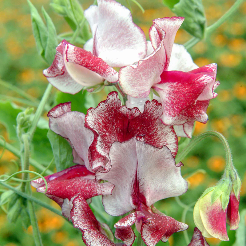 Miniatuur 1