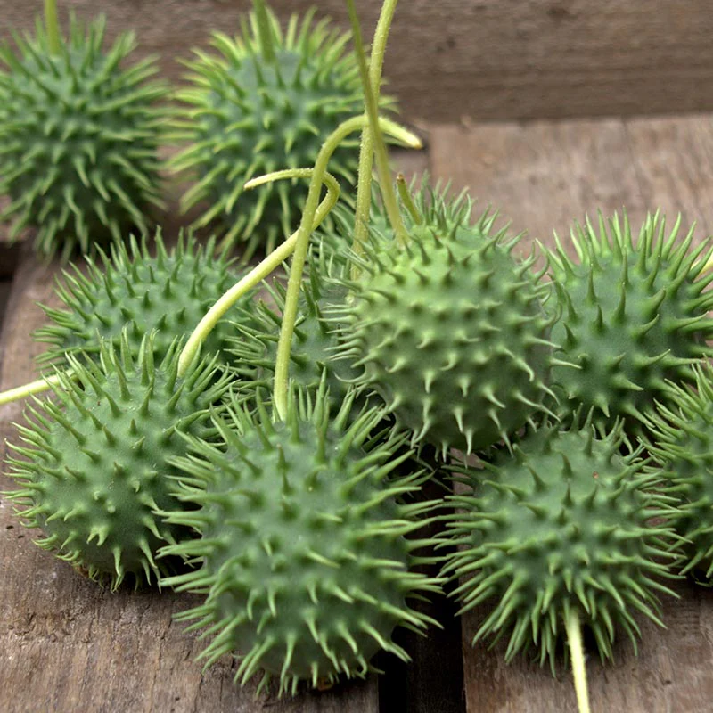 Miniatuur 1