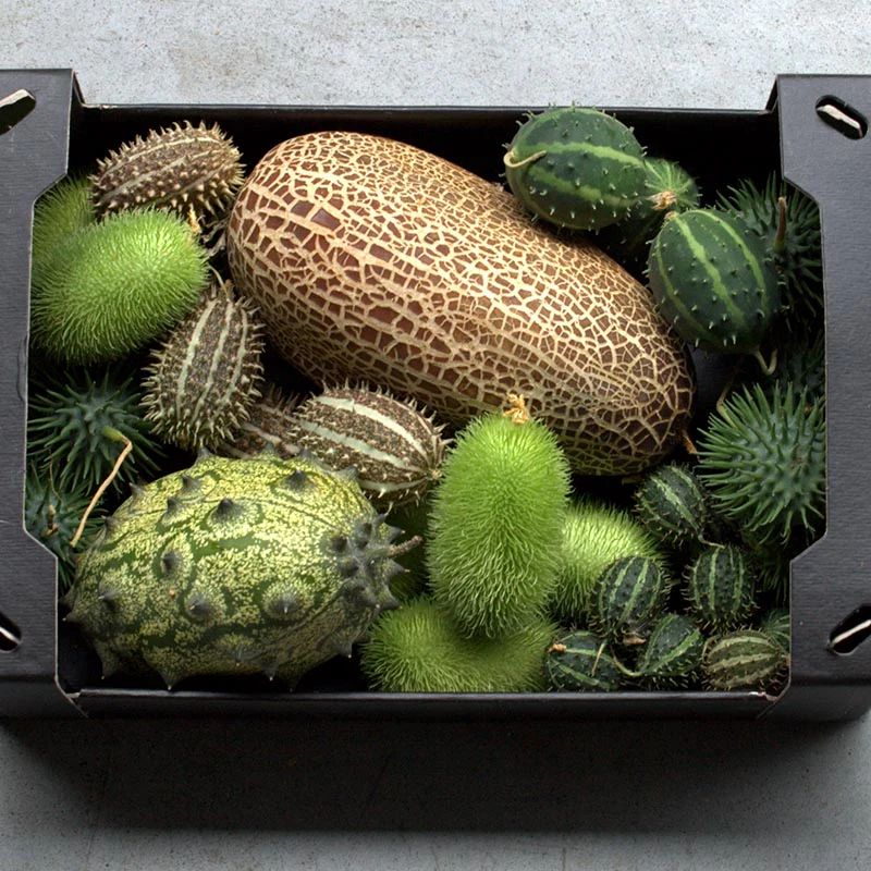 Miniatuur 1
