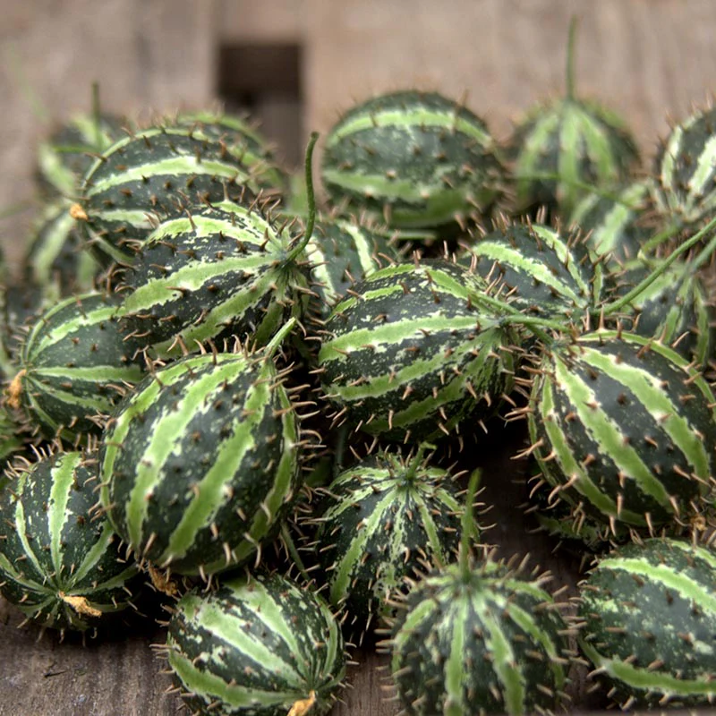 Miniatuur 1