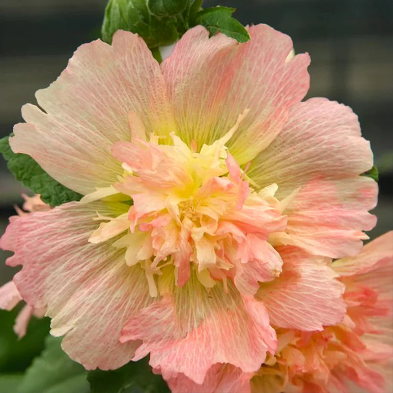 Miniatuur 1