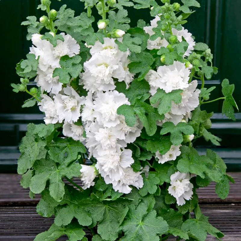 Miniatuur 2