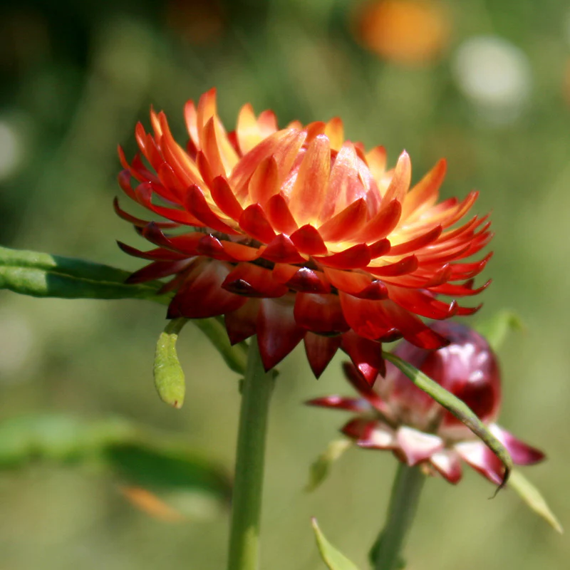 Miniatuur 2