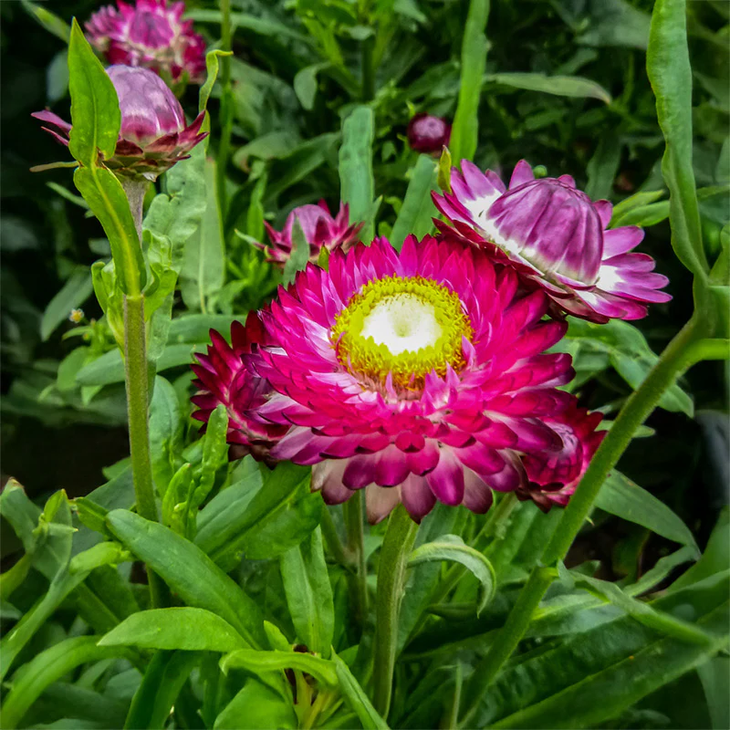 Miniatuur 1