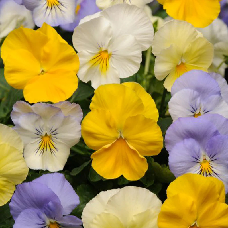 Miniatuur 2