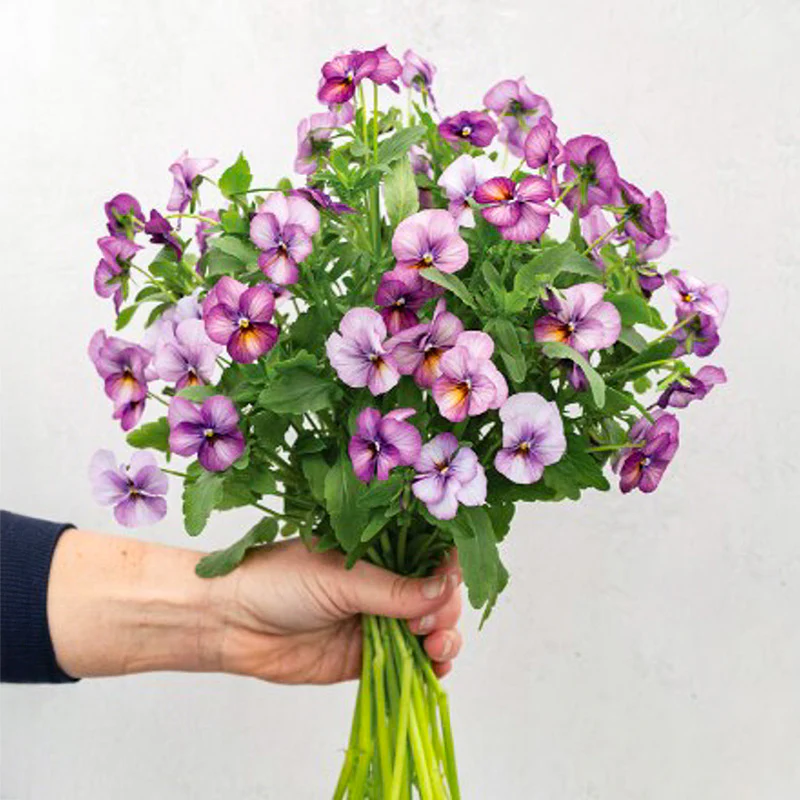 Miniatuur 2