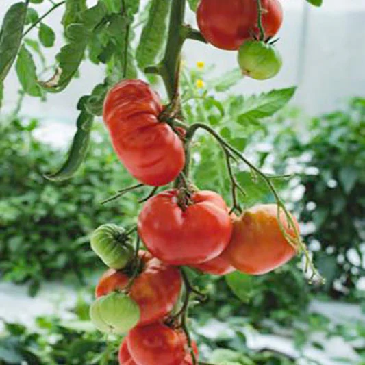 Miniatuur 1