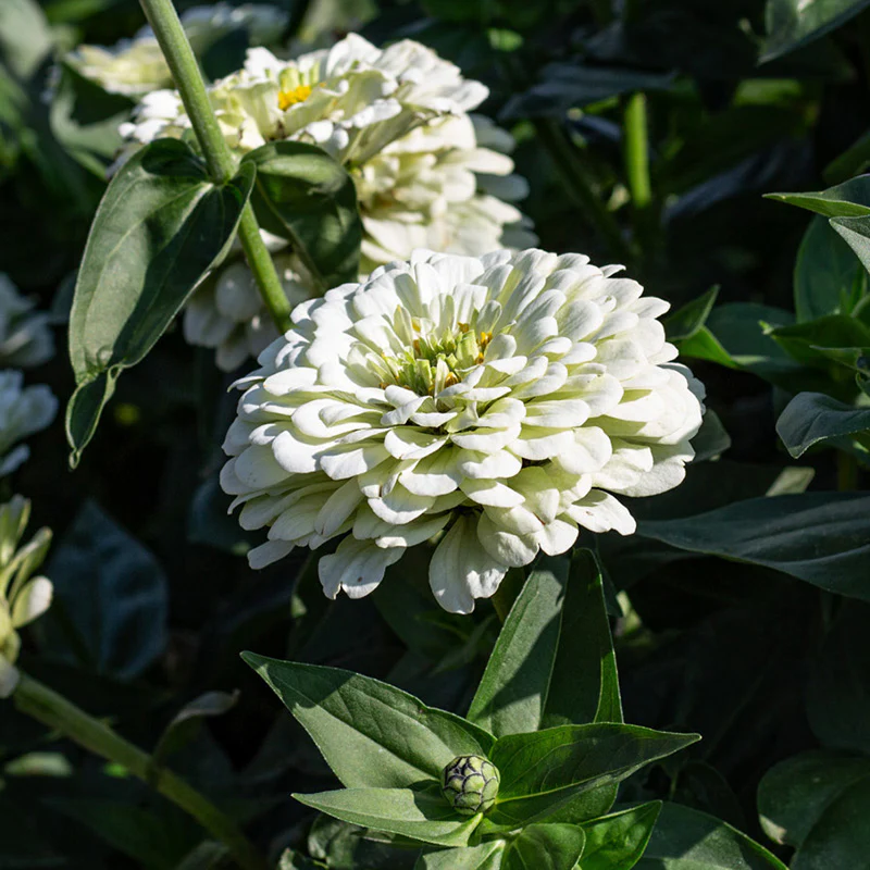 Miniatuur 1