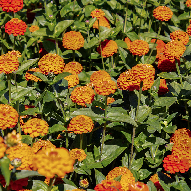 Miniatuur 1