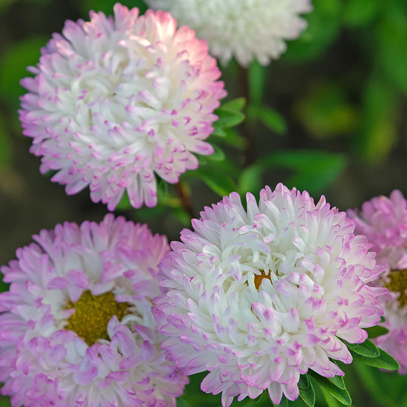 Miniatuur 2