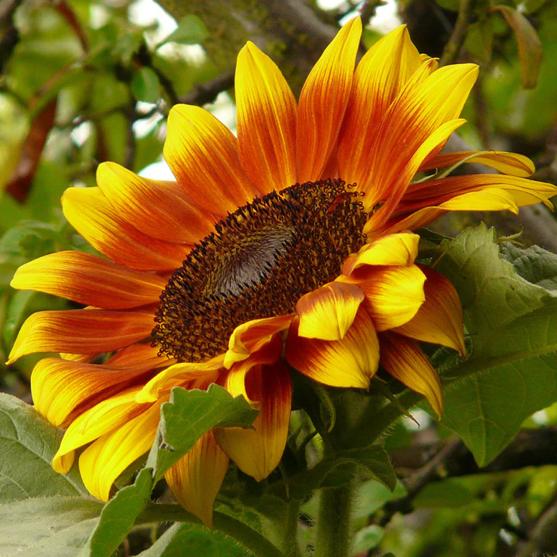 Miniatuur 1
